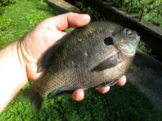 How to Catch Big Bluegill. Exciting Bluegill Tips and Tricks!